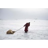 Mongolia, provincia di Arkhangai. Erdena Tuya trascina una pecora uccisa dallo Dzud, il rigido inverno mongolo, nel piccolo cimitero vicino alla loro gher. Il gelo, negli ultimi tre anni, ha ucciso metà delle sue duemila pecore