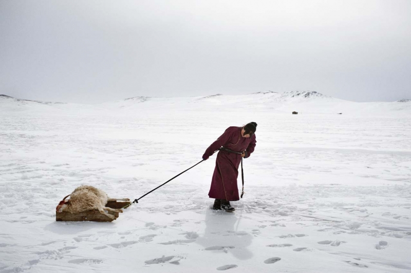 Mongolia, provincia di Arkhangai. Erdena Tuya trascina una pecora uccisa dallo Dzud, il rigido inverno mongolo, nel piccolo cimitero vicino alla loro gher. Il gelo, negli ultimi tre anni, ha ucciso metà delle sue duemila pecore